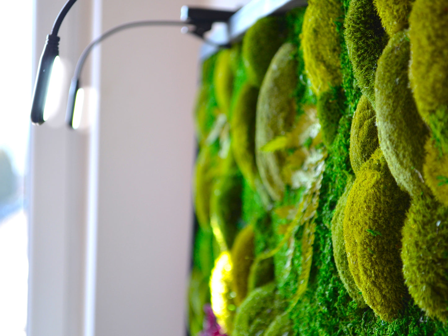 MossLight | LED LAMP