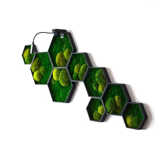 Hexagon : Series Elegant | Moss Wall Art
